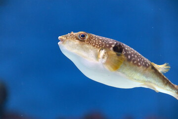 Blowfish swimming in water