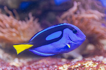 Palette surgeonfish, (Paracanthurus hepatus), swimming on the seabed, close view