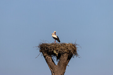 Storch in seinen Nest, Moorgürtel Neu Wulmstorf