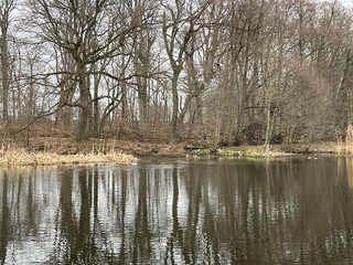 trees on the lake
