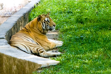 Fototapeta premium Tiger in the grass