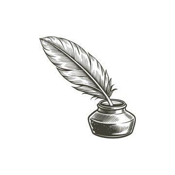 feather ink vintage engraving hand drawn illustration vector