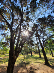 Sunlight Filtering Through Forest Trees in a Park