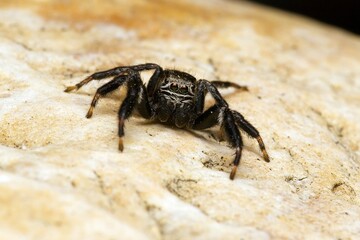 Closeup of a jumping spider