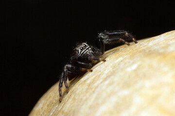 Closeup of a jumping spider