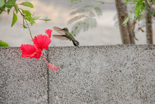 un Colibri butine un ibiscus en Guadeloupe
