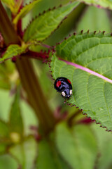 A harlequin ladybird crawling on a leaf in the Sussex countryside, with a shallow depth of field