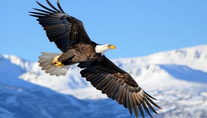 Obraz premium Bald Eagle Soaring Over Snowy Mountains.