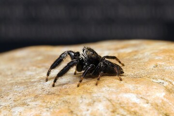Closeup of a jumping spider