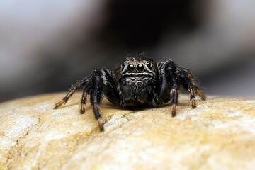 Closeup of a jumping spider