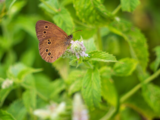 Aphantopus hyperanthus is a representative of one of the most numerous species of the baboon family in Slovakia.  It is also one of the most widespread diurnal butterflies in Slovakia.