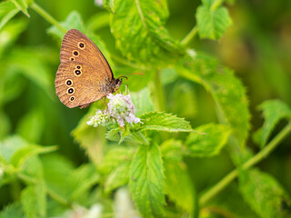 Aphantopus hyperanthus is a representative of one of the most numerous species of the baboon family in Slovakia.  It is also one of the most widespread diurnal butterflies in Slovakia.