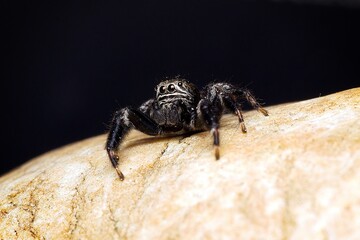 Closeup of a jumping spider