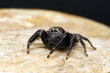 Closeup of a jumping spider