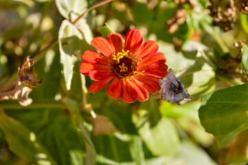 Zinnia peruviana is an annual plant up to 50 cm. It grows mostly on open areas. As an ornamental flowering plant around the world.