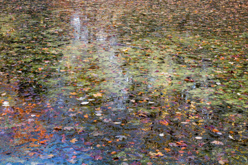 Des centaines de feuilles mortes en automne sur un &eacute;tang