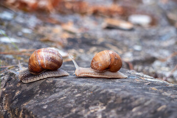 The garden snail has a spherical, right-handed shell made of calcium carbonate. It has a yellow-brown box with dark stripes. It lives up to six years.