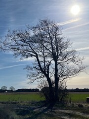 Fototapeta premium tree in the field