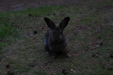 A grey rabbit on the grass 