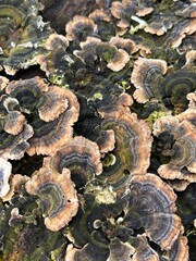 mushrooms on the tree