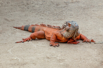 Large, red iguana that has dropped a section of its tail, sunbathing on the ground at a reptile farm in El Salvador. Full body, tropical lizard with detached tail, isolated, with copy space.