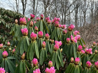 pink rhododendron flowers with dew drops