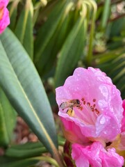 bee on pink flower