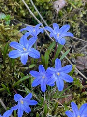 blue spring flowers in the garden