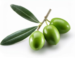 Obraz premium Semi-ripe olive berries on olive twig on white background.