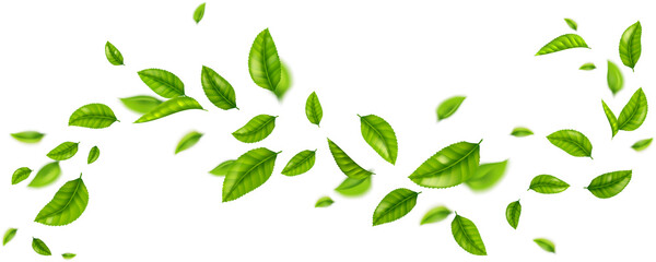 Flying Mint Leaves © klyaksun