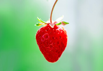 Red strawberries macro close up on green background. Strawberries macro texture with blurred background.