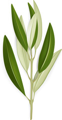 Olive Leaves Branch