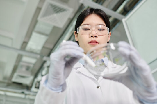 Focus on face of young Chinese woman in protective eyeglasses looking at germs in Petri dish while carrying out laboratory investigation