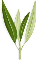 Fototapeta premium Olive Leaves Branch