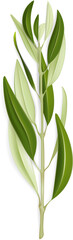 Olive Tree Branch