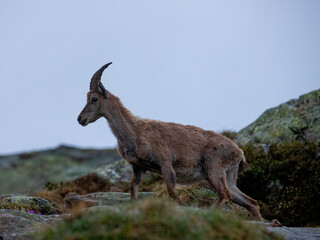 Bouquetin sauvage dans les Alpes