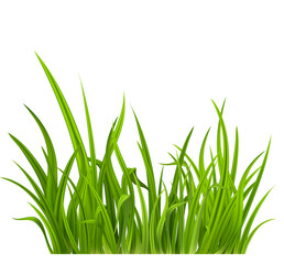 Realistic Grass © klyaksun