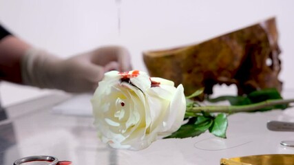 Isolated Dripping Blood on White Rose. Blood dripping on a rose