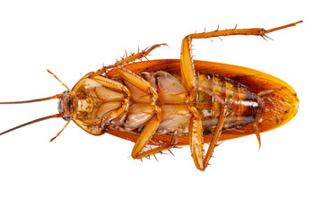 top view poisoned and dying cockroach on white background close up at horizontal composition