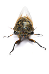 angle view black and gold cicadas on a white background at vertical composition