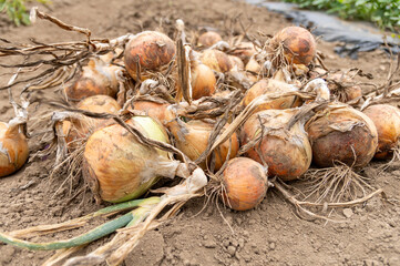 畑から収穫した直後の玉ねぎ