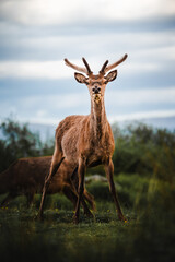 Naklejka premium Hirsch Schottland Wildtiere