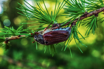 Macro  - Forest - Europe, Romania