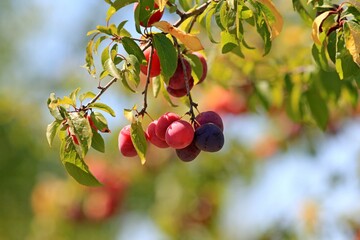 Ripening fruits of Prunus cerasifera on branches in the garden
