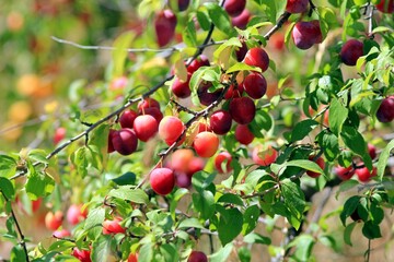 Ripening fruits of Prunus cerasifera on branches in the garden
