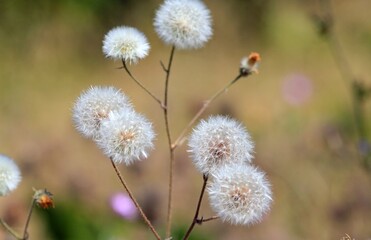 Ripening Tragopogon seeds in a meadow on a blurred background