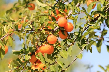 Ripening fruits of Prunus cerasifera on branches in the garden
