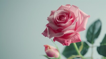 Obraz premium Beautiful opening pink rose on white background. Petals of Blooming pink rose flower open, time lapse, close-up. Holiday, love, birthday design backdrop. Bud closeup. 
