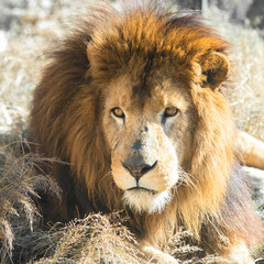Male lion resting on the grass.