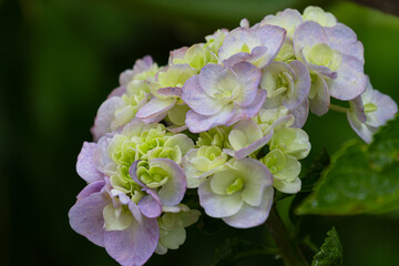 雨上がりの淡い色の紫陽花